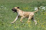 BOERBULL 001
